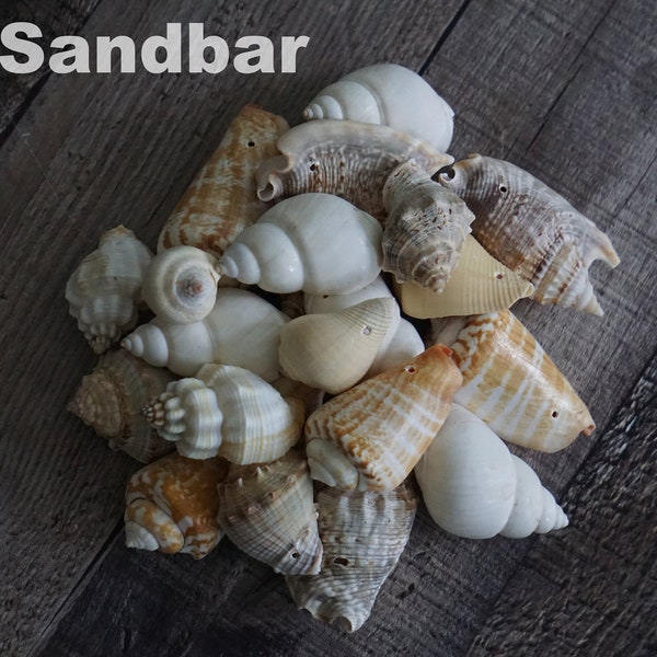 Seashell Beads Shells with Holes Drilled Shell Bead Eco-Friendly Beading Beach Florida Jewelry Craft Supply Macramé DIY Ornaments TheSandbar