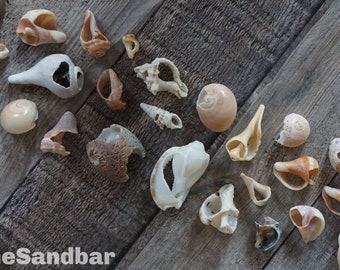 Perline di conchiglie - Perline con foro grande Lumaca Perline di conchiglie Conchiglie Fornitura di perline da spiaggia ecologiche Macramé - TheSandbar