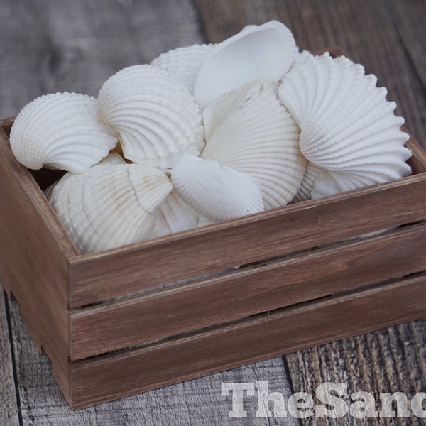 White Seashells Ribbed Ark Shells Bulk Vase Filler Seashells DIY Terrarium Craft Shells Textured Clam Sea Shells Beach Supply - TheSandbar
