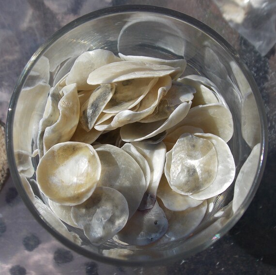 Pearly Shells Opaque Flaky Florida Seashells Shiny Wedding Etsy