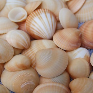 2.5 Round Capiz Shells 12 pcs. Seashells Windowpane Oyster Free Ship!