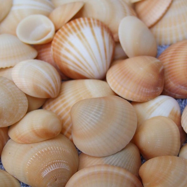 Bulk Clam Seashells Cruelty Free Glycymeris Spectralis Bittersweet Reddish Orange Sea Shells Craft Supply Florida White Option - TheSandbar