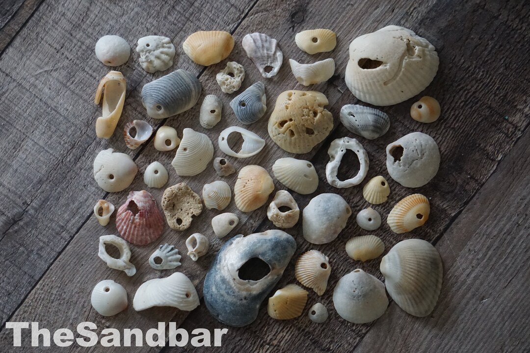 Shell Beads Seashells With Holes Cruelty Free Seashell Natural Large