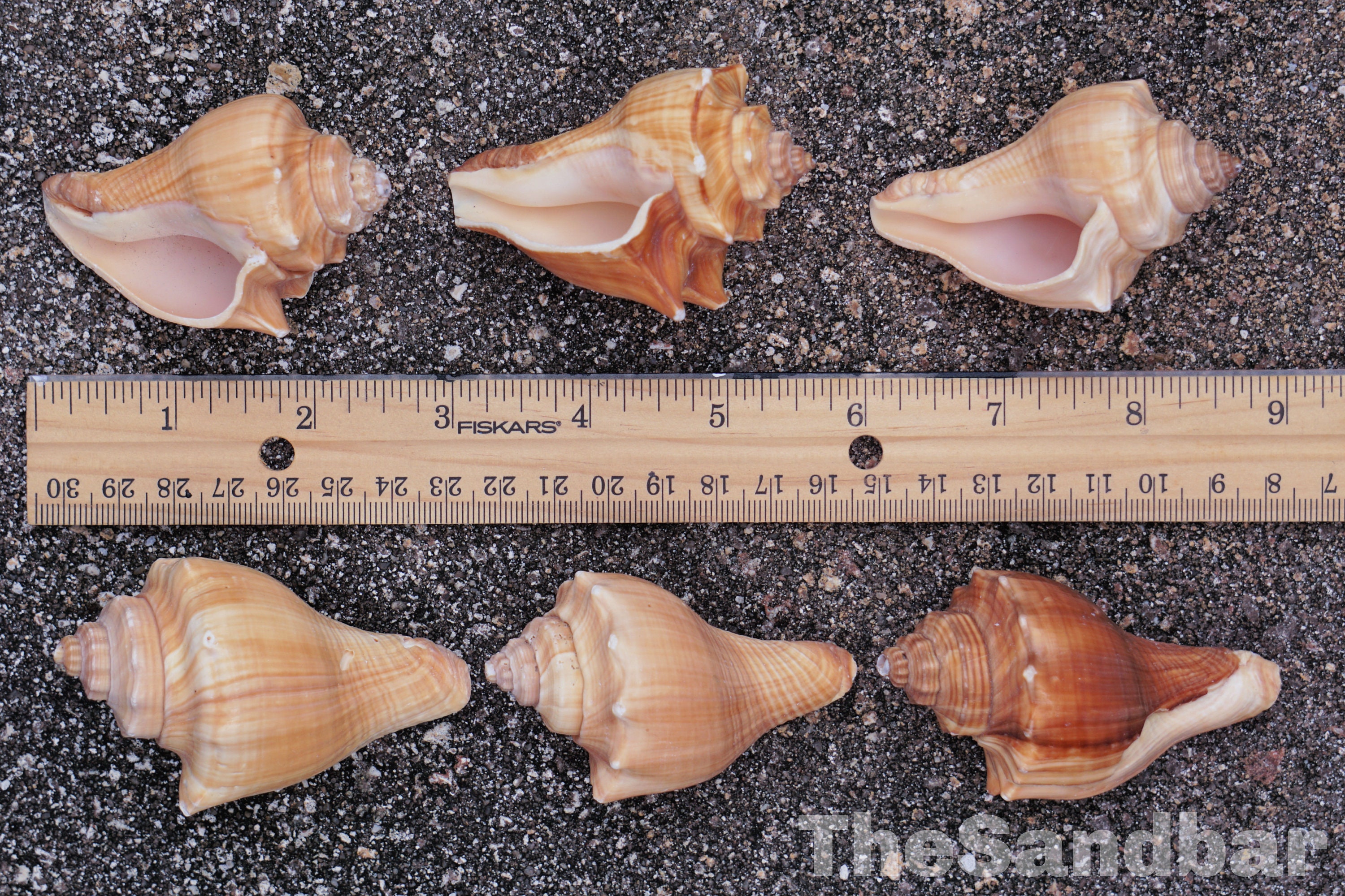 Conch Shells Florida Hemifusus Pugilinus Seashells Beautiful Etsy