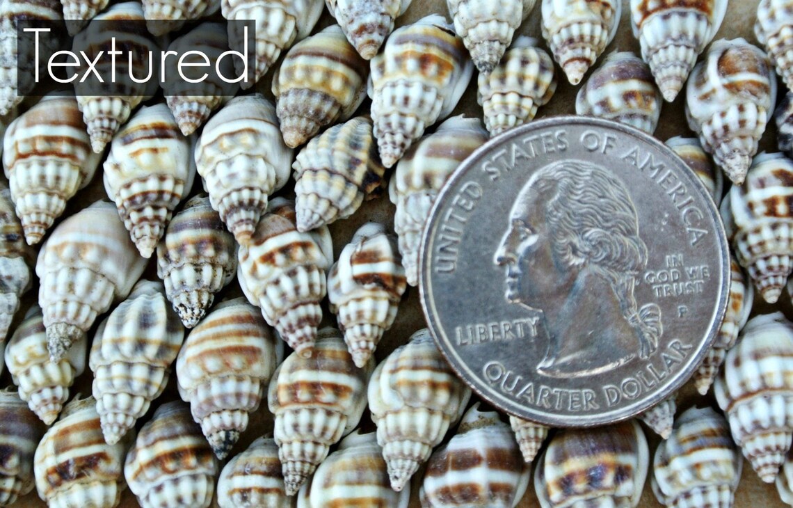 White Mini Seashells Conch Shells Terrarium Little Small Teeny Etsy