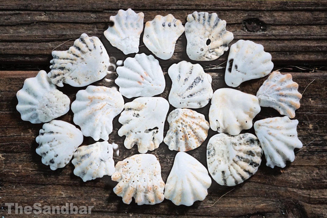 Kitten Paw Seashells Small Natural Little Seashells Bulk Florida