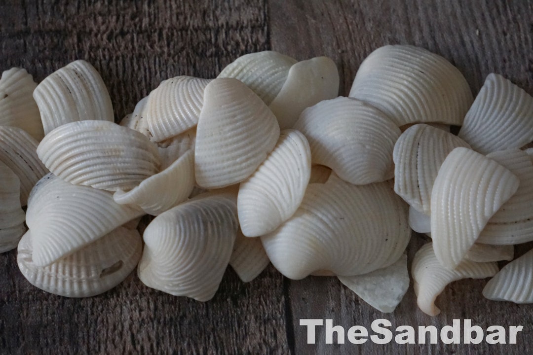 White Seashell Vase Filler Broken Shell Pieces DIY Mosaic Etsy