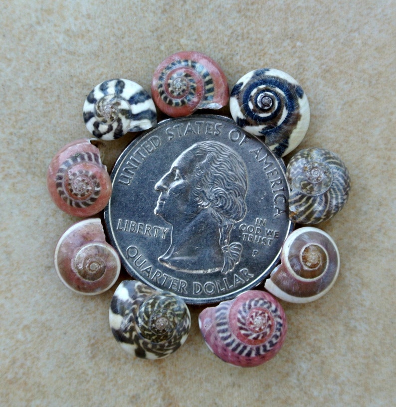 Red Patterned Shells Pink Small Tiny Mix Colored Patterned | Etsy