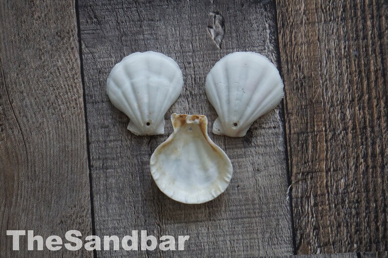 Seashells With Holes Drilled Scallop Seashell Beads Hole Etsy
