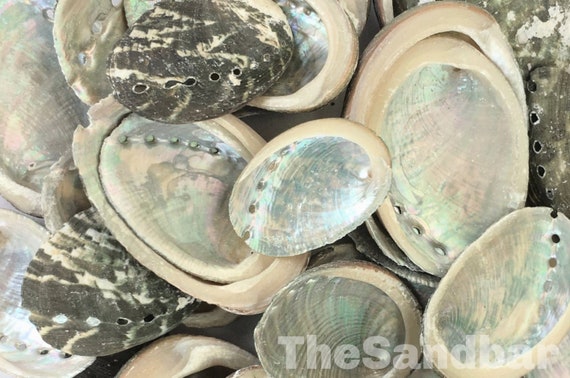 10 Goblet Sea Shells Wedding Shells Craft Sea Shells Lot 