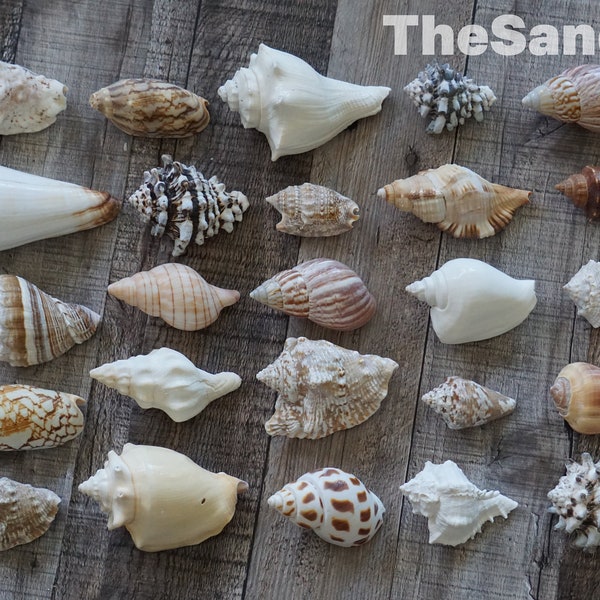 Conch Mystery Box Ships Next Day Conch Shell Mix Large Seashell Mix Shells - TheSandbar