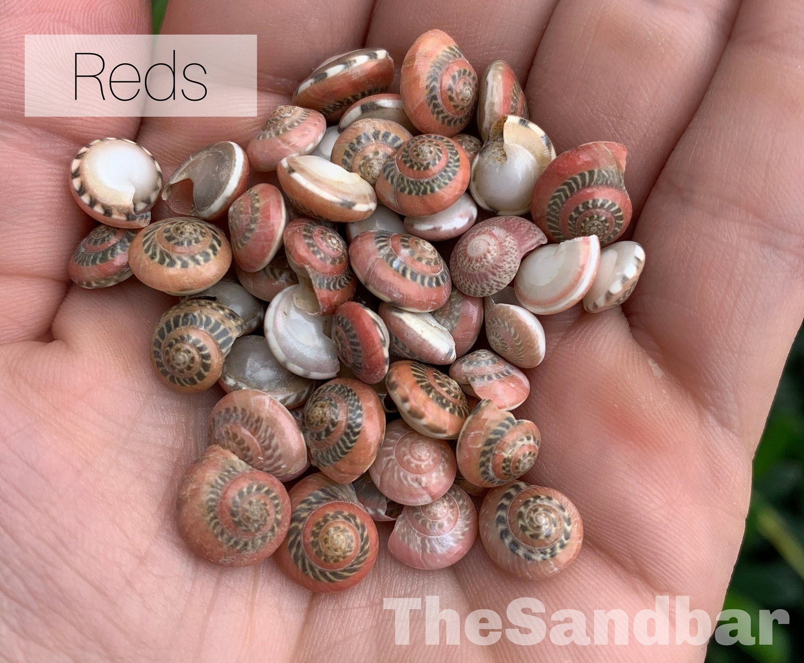 Red Patterned Shells Pink Small Tiny Mix Colored Patterned - Etsy