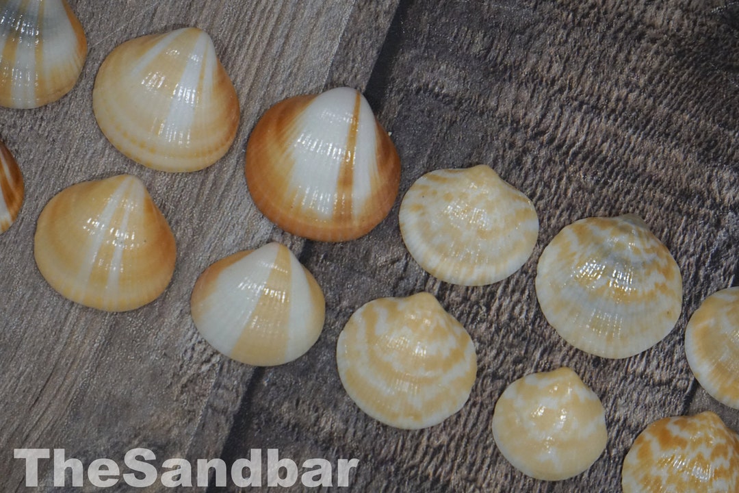 High Gloss Seashells Shiny Shells Chevron Shells Patterned Seashell