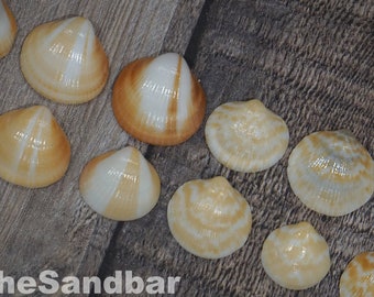 High Gloss Seashells Shiny Shells Chevron Shells Patterned Seashell Glycymeris Spectralis Spectral Bittersweet Clam South Florida TheSandbar
