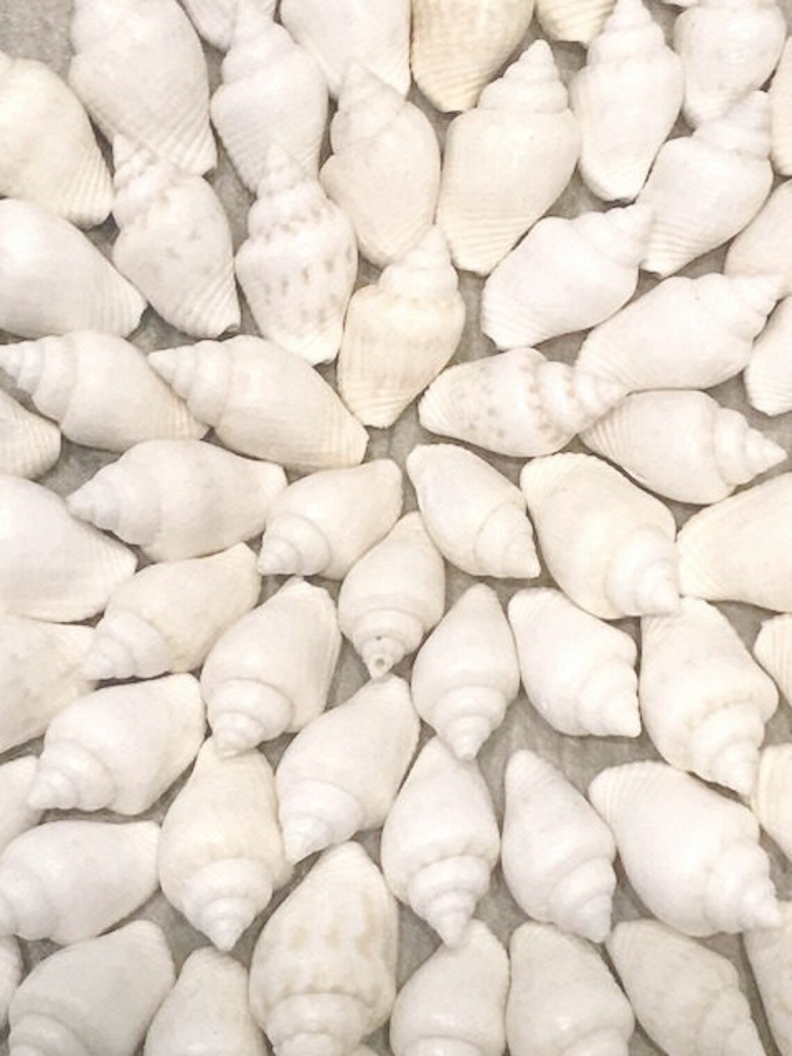 White Mini Seashells Conch Shells Terrarium Little Small Teeny Etsy