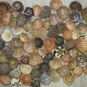 Red Patterned Shells Pink Small Tiny Mix Colored Patterned | Etsy