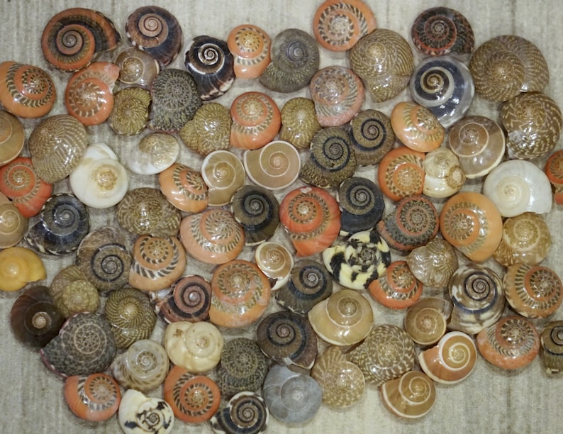 Red Patterned Shells Pink Small Tiny Mix Colored Patterned | Etsy