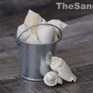 Cream Strombus Seashells Collector Conch Decorative Terrarium DIY Craft Shells Beach House Decor Wedding Holiday Vase Filler - TheSandbar