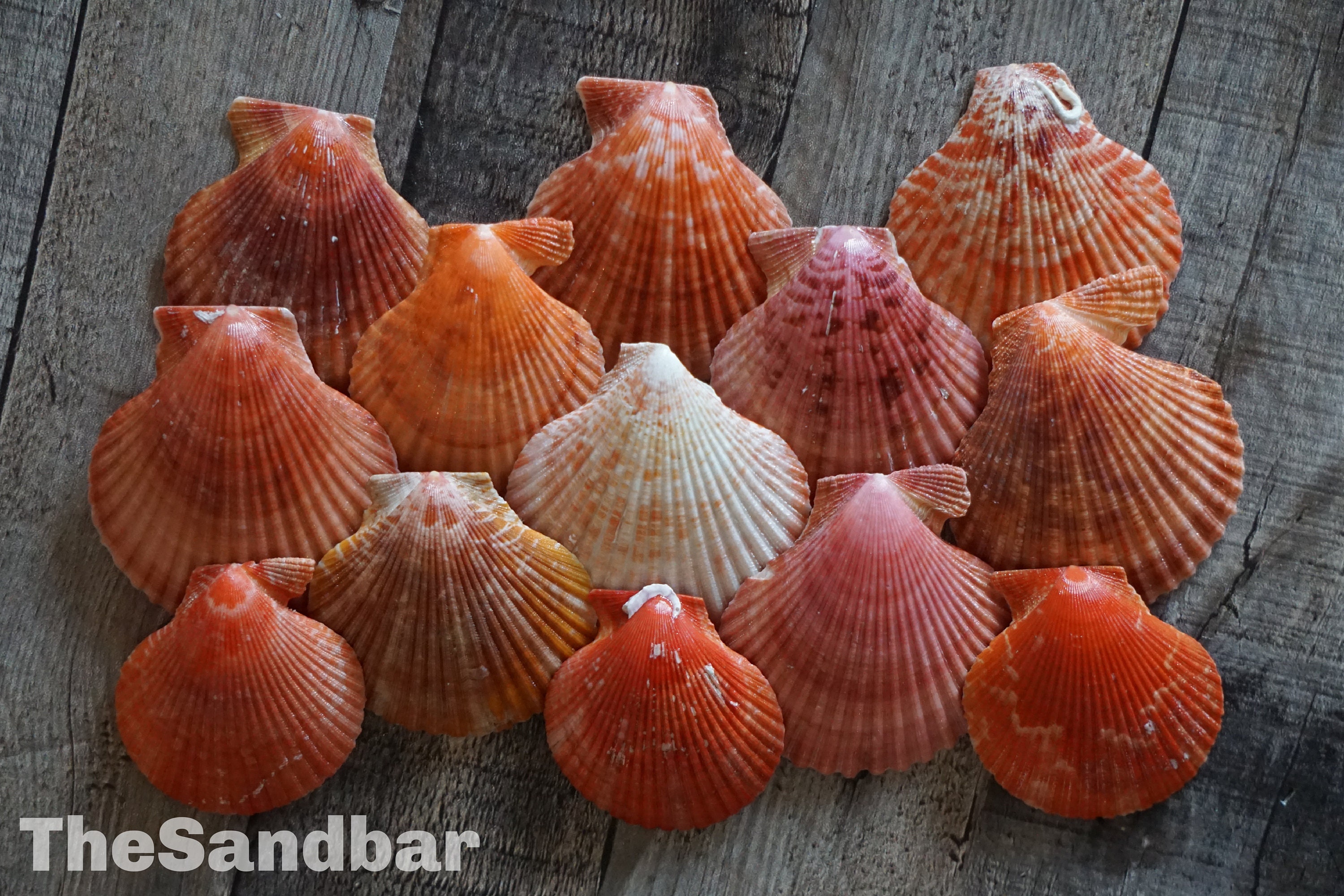 Worlds Natural Capiz Round Cut Seashells 50PC(1 Inch)