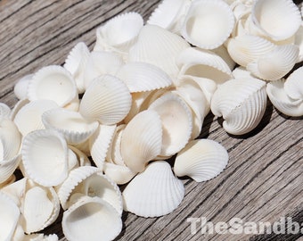 White Seashells 10 - 500 Small Wedding Clam Shells Cardium Ribbed Cockle Off-White DIY Bulk Craft Beach Filler Wedding Supply - The Sandbar