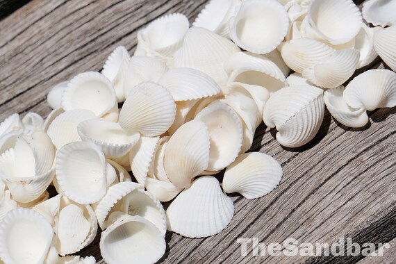 Pack of 10 cockle white seashells - genuine shells for decoration, crafts &  displays