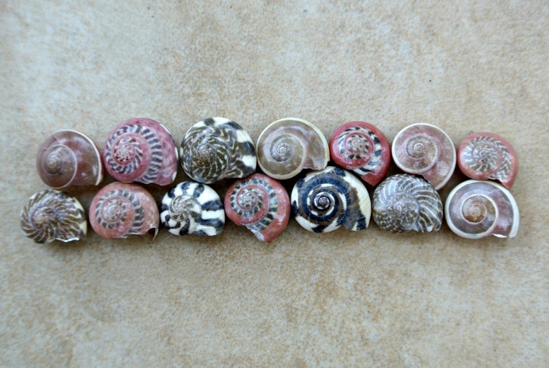 Red Patterned Shells Pink Small Tiny Mix Colored Patterned | Etsy