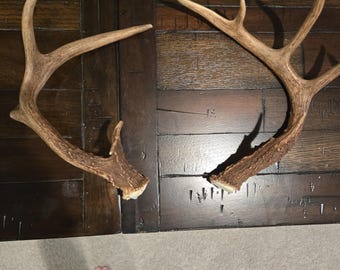 Matched Whitetail Deer Antlers | Natural Shed Antlers for Rustic Decor, DIY Projects