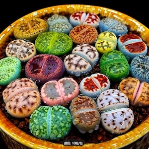 May include: A close-up of a collection of colorful living stone plants in a yellow ceramic pot. The plants display a variety of colors, including green, yellow, red, and pink. The text "颜色: 10粒/包" is visible at the bottom.