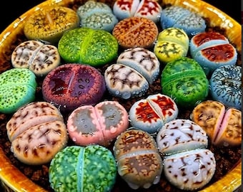 Live Lithops Succulent | Living Stone Plant, Mini Real Plants for Home Decor