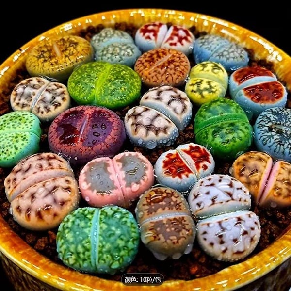 Live Lithops Succulent | Living Stone Plant, Mini Real Plants for Home Decor