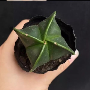 May include: A dark green star-shaped cactus, Astrophytum myriostigma, in a black plastic pot. The cactus has five prominent points and is held in a hand against a dark background. The plant is a succulent.