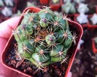 Mini Gymnocalycium Cactus – Small Flowering Succulent Plant, Desk Decor, Live Indoor Plant  1–1.5 inch
