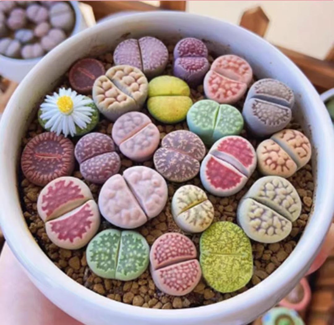 Live Stone Living Stone Succulents – Lithops 10 /20 or 30 – Real Live Plants - Etsy