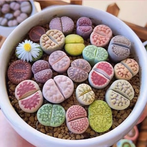 May include: A white ceramic pot filled with colorful living stone succulents. The succulents display a variety of colors, including green, pink, purple, and yellow. A small, white daisy with a yellow center is also present.