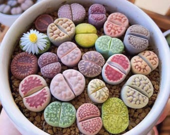 Living Stone Succulents – Lithops 10 /20 or 30 – Real Live Plants