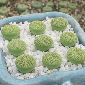 Green Wealth Lithops Living Stones Succulent | Rare Green Lithops | 0.8-1 cm | Bare Root Succulent Plant | Easy Care Mesemb