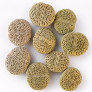 May include: A collection of eight Lithops succulents, also known as living stones. Each plant features a rounded, pebble-like shape with a distinct central fissure and a textured, brain-like surface pattern in shades of muted green, tan, and brown.
