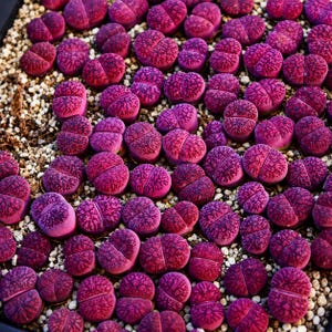 May include: Close-up of a collection of vibrant, magenta-colored Lithops plants, also known as living stones. The succulent plants are clustered together in a bed of small, light-colored pebbles. The plants have a split, rounded shape with textured surfaces.