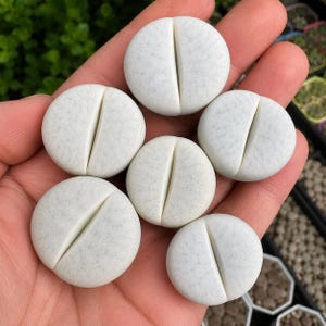 White Lithops Living Stones | Rare Succulent Plant, 0.8-1 Inch, Mesembs Collection