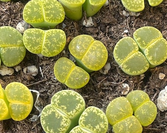 Dual Head Green Lithops | Living Stones Succulent | Rare Split Lithops | Mini Cactus Plant | Indoor Succulent Gift