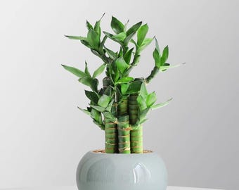 Live Lucky Bamboo Plant: Fast Growing, Bare Root, Indoor Decor, Good Luck Symbol （3-6inch）
