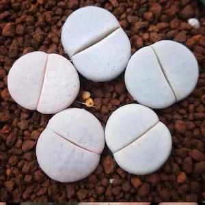 May include: A close-up of five light gray Lithops plants, also known as living stones, with a split down the middle, resting on reddish-brown soil. The succulent plants have a rounded shape and a textured surface, resembling small pebbles.