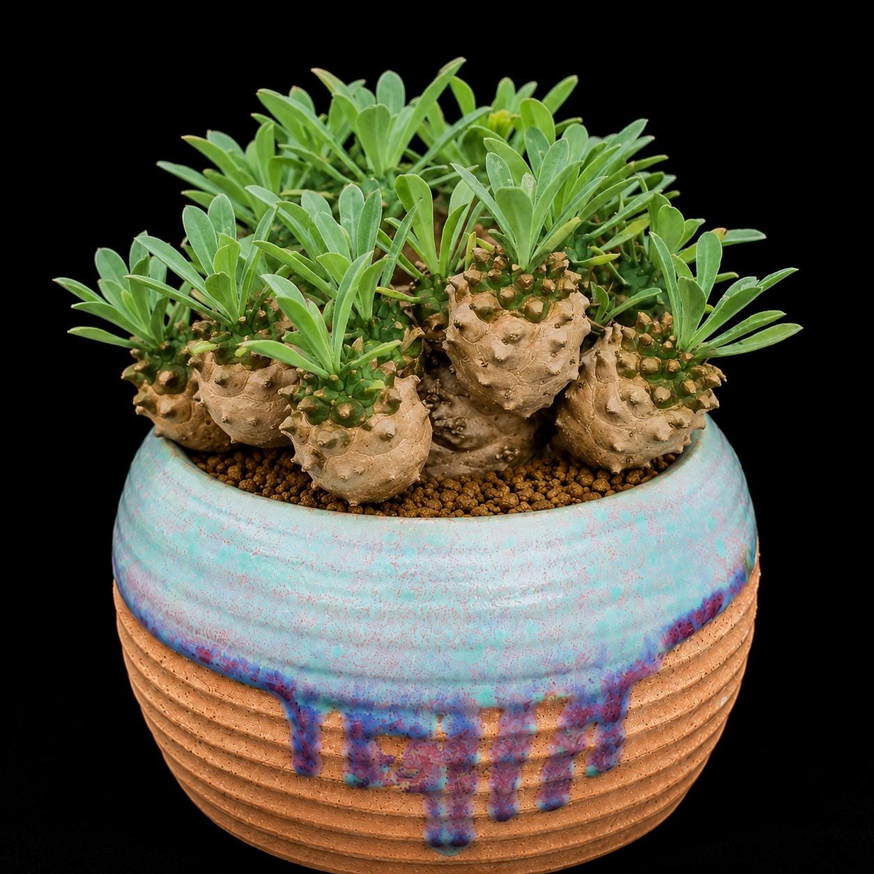 Caudex Plants - Etsy