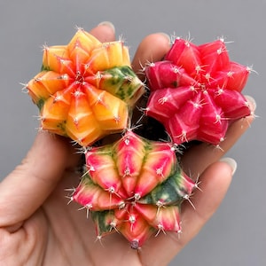 May include: Three small, round, ribbed cacti with sharp spines. One cactus is bright yellow and orange with green patches, one is solid vibrant pink, and the third is a variegated blend of pink, yellow, and green hues, all viewed from above.