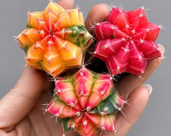 Variegated Gymnocalycium Live Cactus | Rare Gymnocalycium Mihanovichii Variegata | Colorful Moon Cactus | Rooted Succulent | Collector Plant