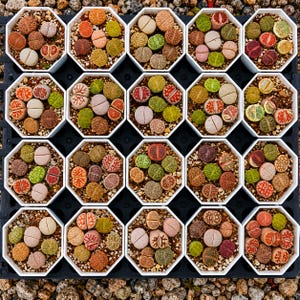 Live Lithops Succulent Arrangement | Living Stones Collection (Exact Pot Shown)