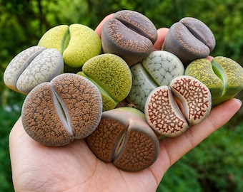 Large Living Stone Succulent | Assorted Color Lithops Plant (0.8-1 Inch)
