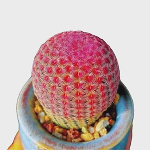May include: A vibrant, spherical cactus with a gradient of pink and red spines, planted in a light blue ceramic pot. The cactus is covered in small, spiky protrusions. The pot is filled with small, colorful pebbles.