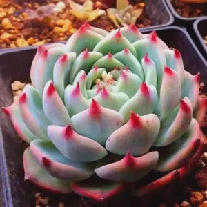 mature zz plant ZZ Plant | The Indestructible Houseplant | Zamioculcas zamiifolia main image 0