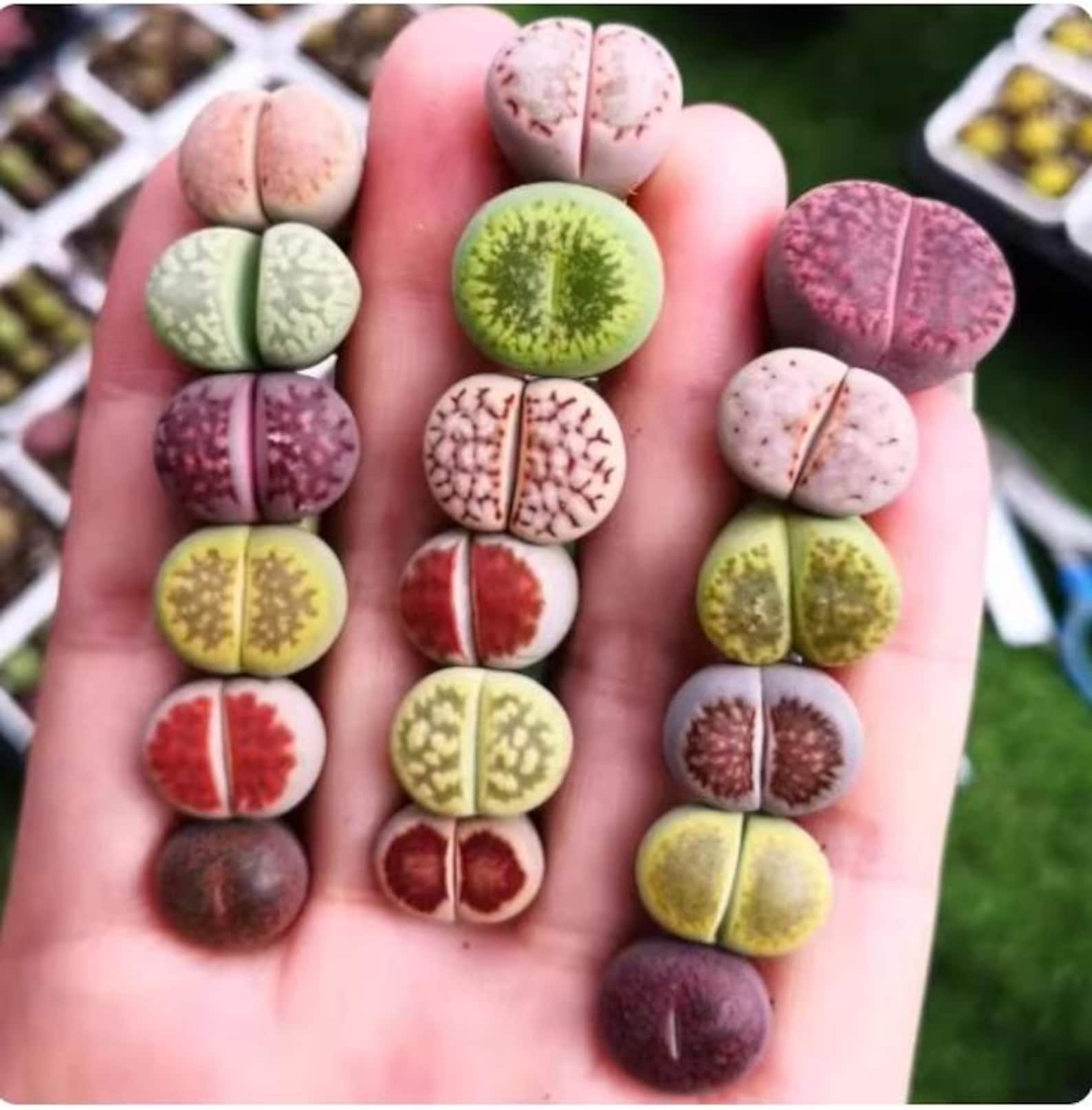 Live Stone Living Stone Succulents – Lithops 10 /20 or 30 – Real Live Plants - Etsy
